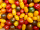 Tomaten wild kleurmix