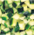 Courgettes blok 10 mm G