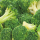 Broccoli 20-40mm IQF