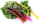 Snijbiet bright light