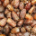 Dadels medjoul