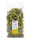 Verveine blad gedroogd 6kg